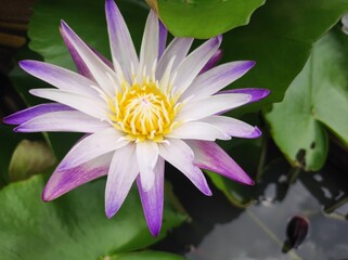 pink water lily