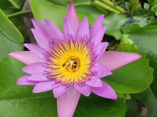 pink water lily