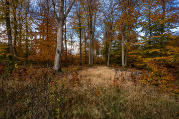 Idarwald und Idarkopf im Hunsrück, Nov 2021
