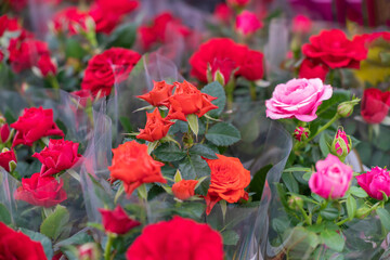 Bundles of red roses ready for sale