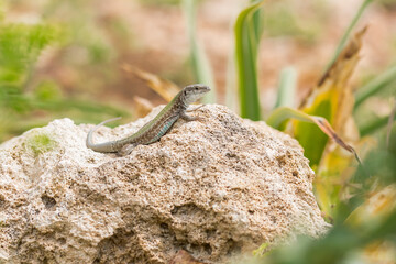 Male Maltese Wall Lizard, Podarcis filfolensis, basking in the sun on a rock in Malta