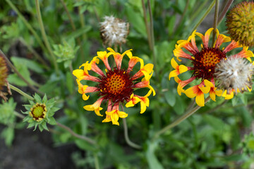 Colorful flowers in the garden on a warm summer day