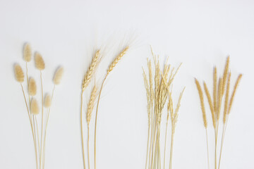 Fototapeta premium Various nature wheat over the white background.