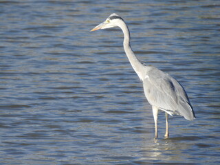 水辺のアオサギ