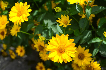 Colorful flowers in the garden on a warm summer day