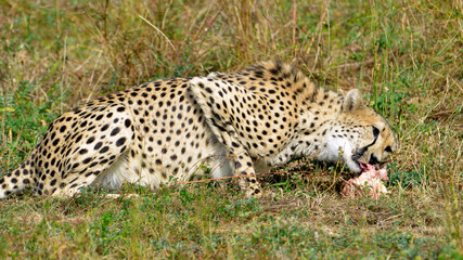 Profile African Cheetah (Acinonyx jubatus) eating a meat