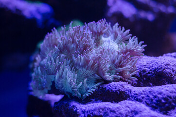 Fototapeta na wymiar Sea anemone in a dark blue water of aquarium. Tropical marine life background.