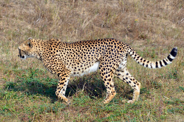 African Cheetah (Acinonyx jubatus) walking on grass seen from profile