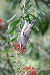 A noisy miner hangs upside down.