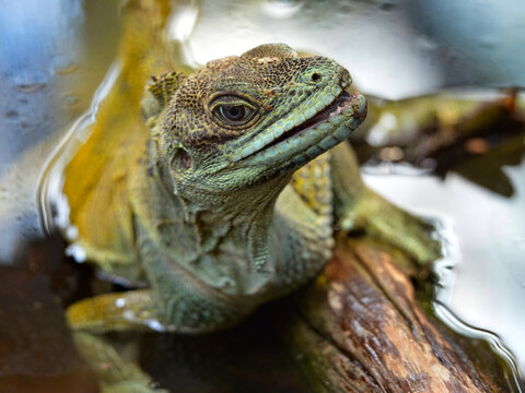 Portrait of amboina sail-finned lizard (Hydrosaurus amboinensis) 