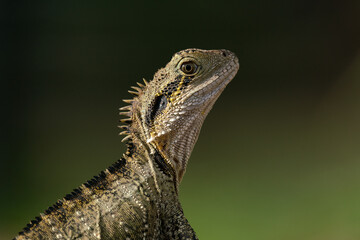 Australian water dragon