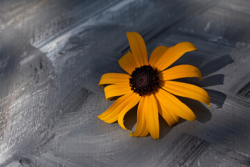 A beautiful yellow flower on a gray background.