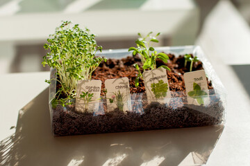 Mini herb garden seedlings sprouting in a container on a window at home