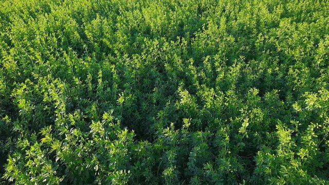 Field of young alfalfa grown after the previous mowing, backlit