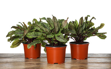 Sorrel plants in pots on wooden table against white background