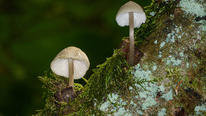 High angle shot of growing Mycena galericulata mushrooms - Powered by Adobe