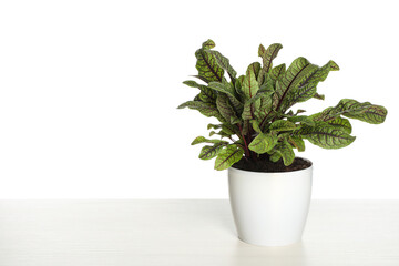 Sorrel plant in pot on white wooden table