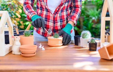 Fototapeta na wymiar Planting cactus and growing tree. Home gardening and recreation activity at botanic garden.
