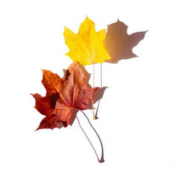 yellow maple leaf with sun shadow isolated on white background, beautiful autumn leaf for postcard design and print.