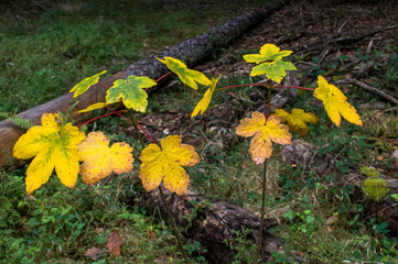 _DSC9038 Hebst Bl&auml;tter