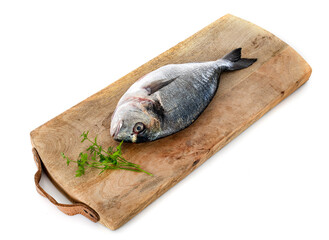 Gilt-head bream in studio