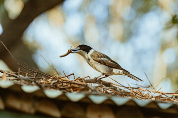 Grey Butcherbird eating a lizard