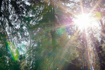 Fototapeta na wymiar Pine and spruce forest with green tall trees and the sun looking as star through the branches in a summer day