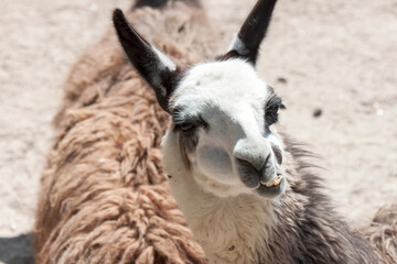 Obraz premium close up of a llama