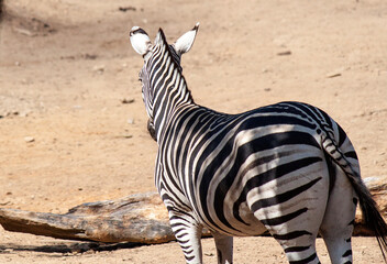 Fototapeta na wymiar zebra in continent