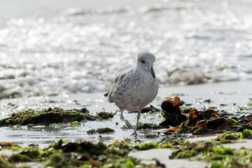 black headed gull