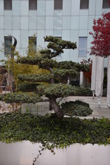 Japan bonsai tree in the city garden.