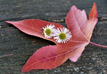 Red autumn leaf with flower