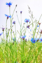 Close up picture of  cornflowers on a crop field, selective focus.