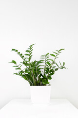 A beautiful zamiokulkas plant in a white flower pot stands on a white pedestal on a white background. Stylish minimalistic interior. Selective focus.