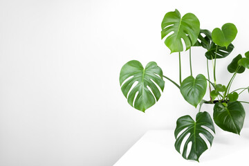 Beautiful monstera deliciosa or Swiss cheese plant in a modern flower pot on a white table on a light background. Home gardening concept. Selective focus.