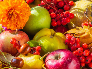 Autumn still life with seasonal fruits, flowers and berries. Apples, pears, quince, rowan, ziziphus, autumn leaves and flowers close-up. Fresh delicious healthy seasonal fruits. Autumn postcard