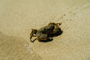 Close up photo of crab on sand beach