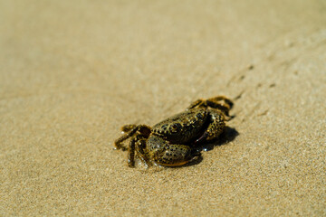 Close up photo of crab on sand beach