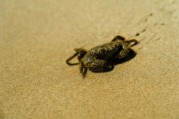 Close up photo of crab on sand beach