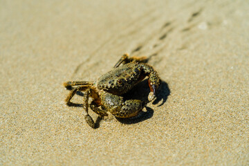 Close up photo of crab on sand beach