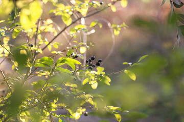 autumn plants grow in the forest on a sunny day