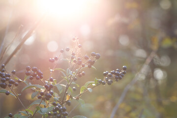 autumn plants grow in the forest on a sunny day