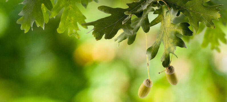 horizontal image of oak tree with acorns