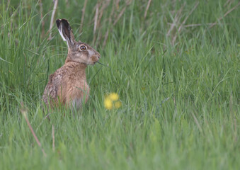 Hare sitting in a spring meadow eating grass