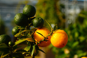Fruits of the chinotto orange in various stages of ripeness.