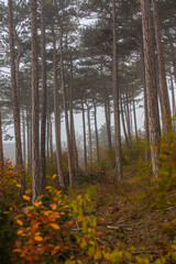 Fototapeta premium misty autumn forest 