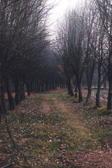 Autumn, foggy forest with yellow leaves