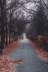 Autumn, foggy forest with yellow leaves