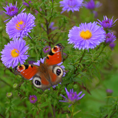 Ein Tagpfauenauge in bl&uuml;henden Herbstastern