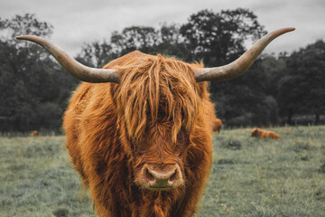 Closeup of the Highland cow in the meadow. Scotland.